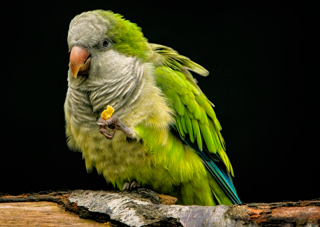 Pixabay