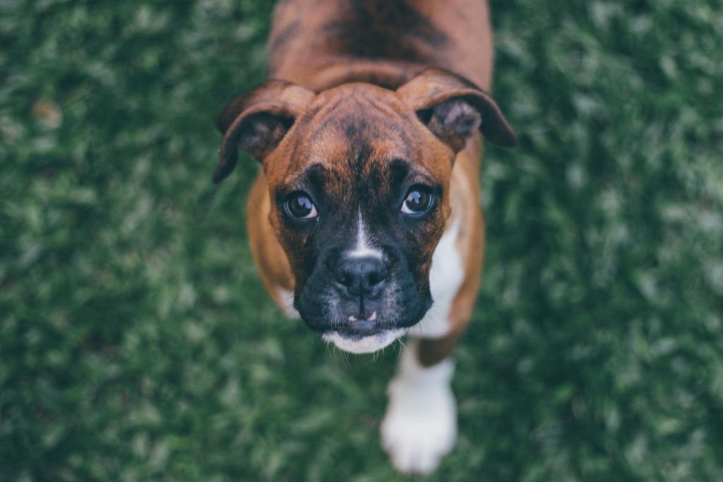 Jackson Jorvan / Pexels