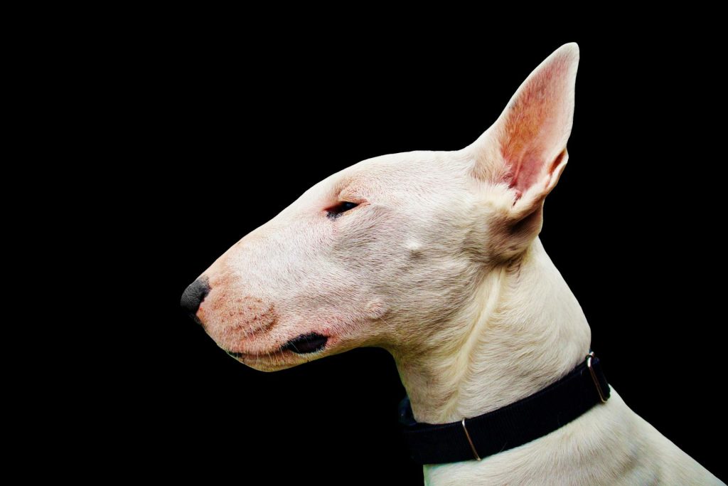 7 ting om bullterrieren du måske ikke vidste