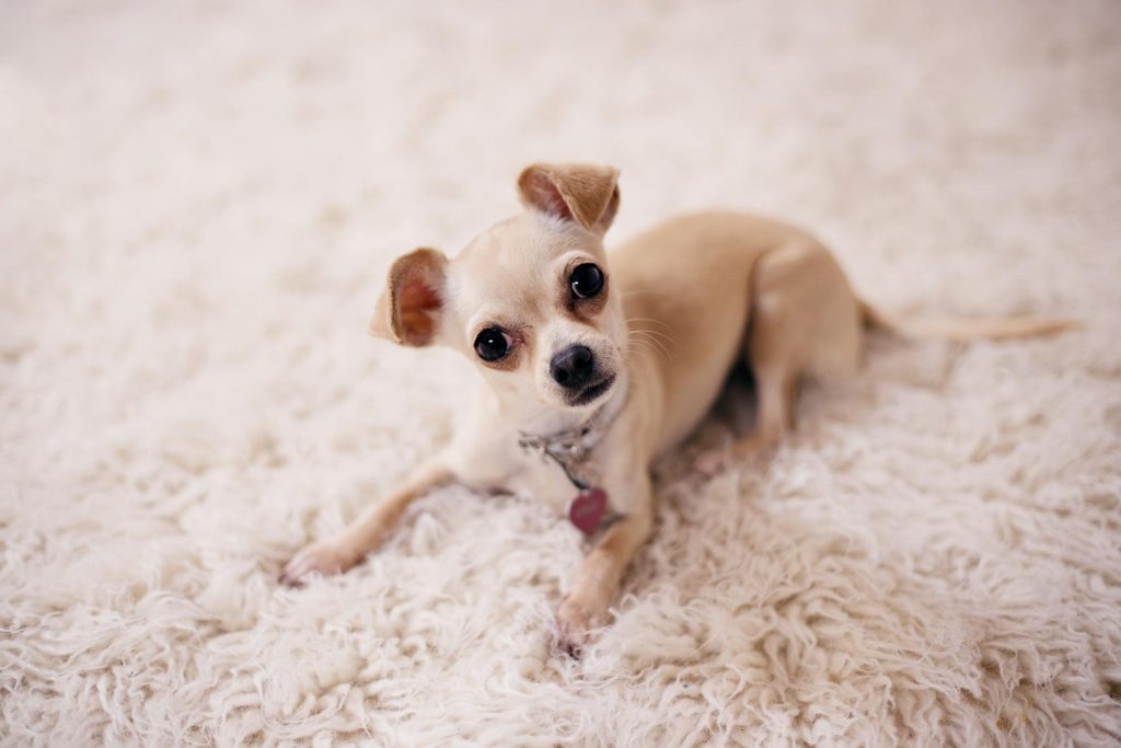 7 hunde du aldrig skal tage med på jagt