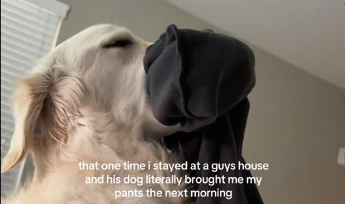 Video: Når hunden bestemmer, hvornår daten slutter – se den morsomme reaktion