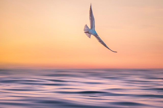 Pixabay