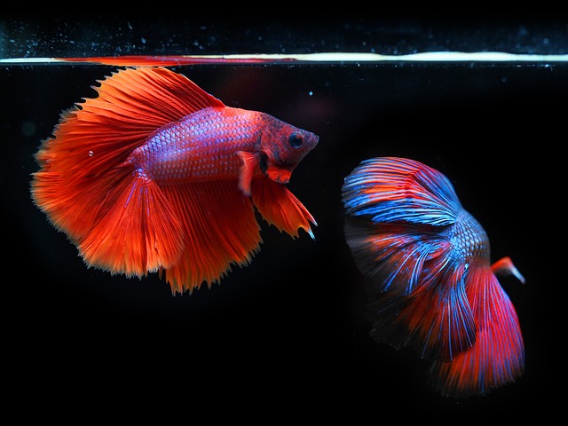 Pixabay