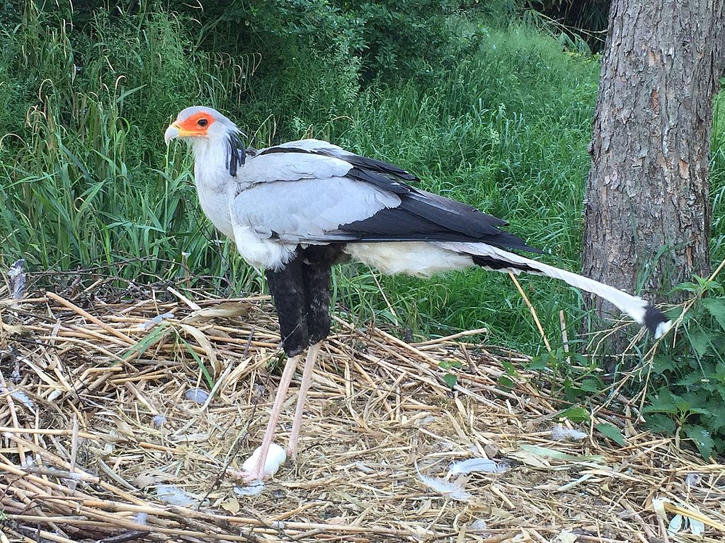 Hispalois, CC BY-SA 4.0 https://creativecommons.org/licenses/by-sa/4.0, via Wikimedia Commons