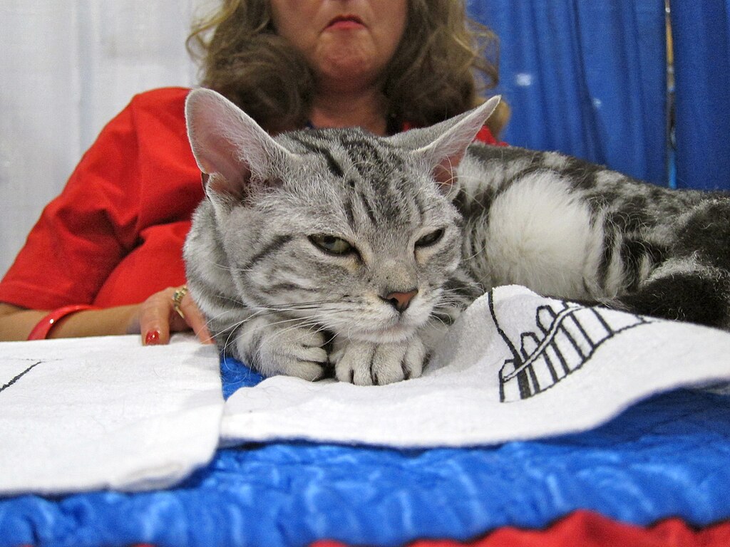 Pets Adviser, CC BY 2.0 https://creativecommons.org/licenses/by/2.0, via Wikimedia Commons