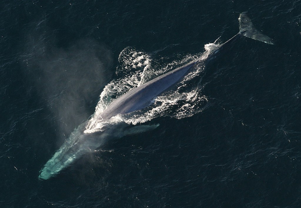 NOAA Photo Library, Public domain, via Wikimedia Commons