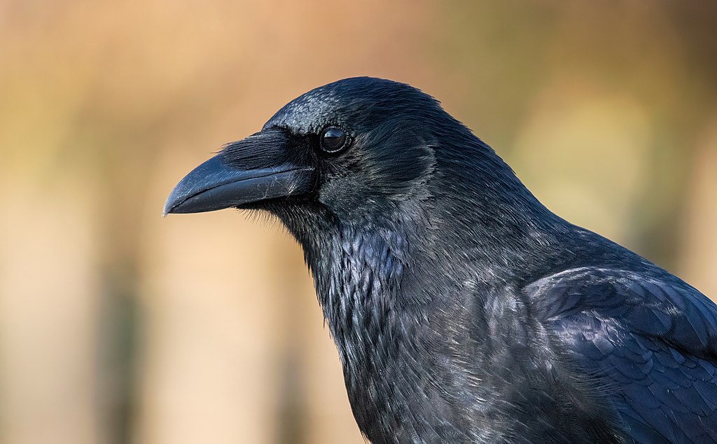 9 ting du ikke vidste om ravnen – fuglenes sorte geni