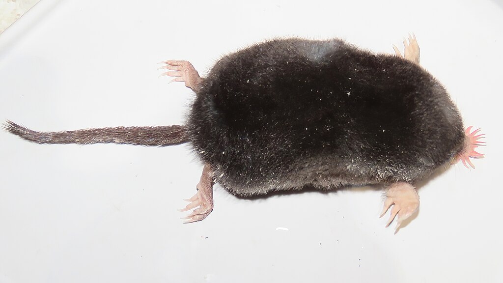 3 ting du ikke vidste om stjernemuldvarpen – naturens mest bizarre skabning