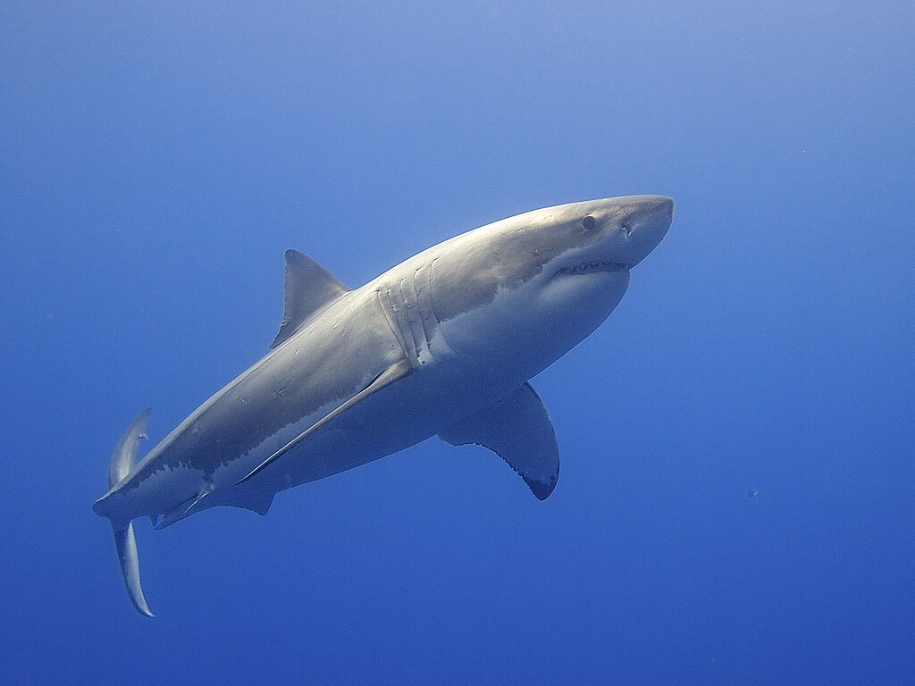 Elias Levy, CC BY 2.0 https://creativecommons.org/licenses/by/2.0, via Wikimedia Commons