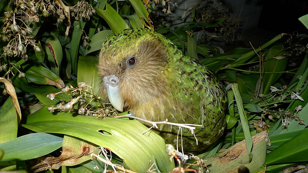 7 ting du ikke vidste om Kakapo – verdens mærkeligste papegøje