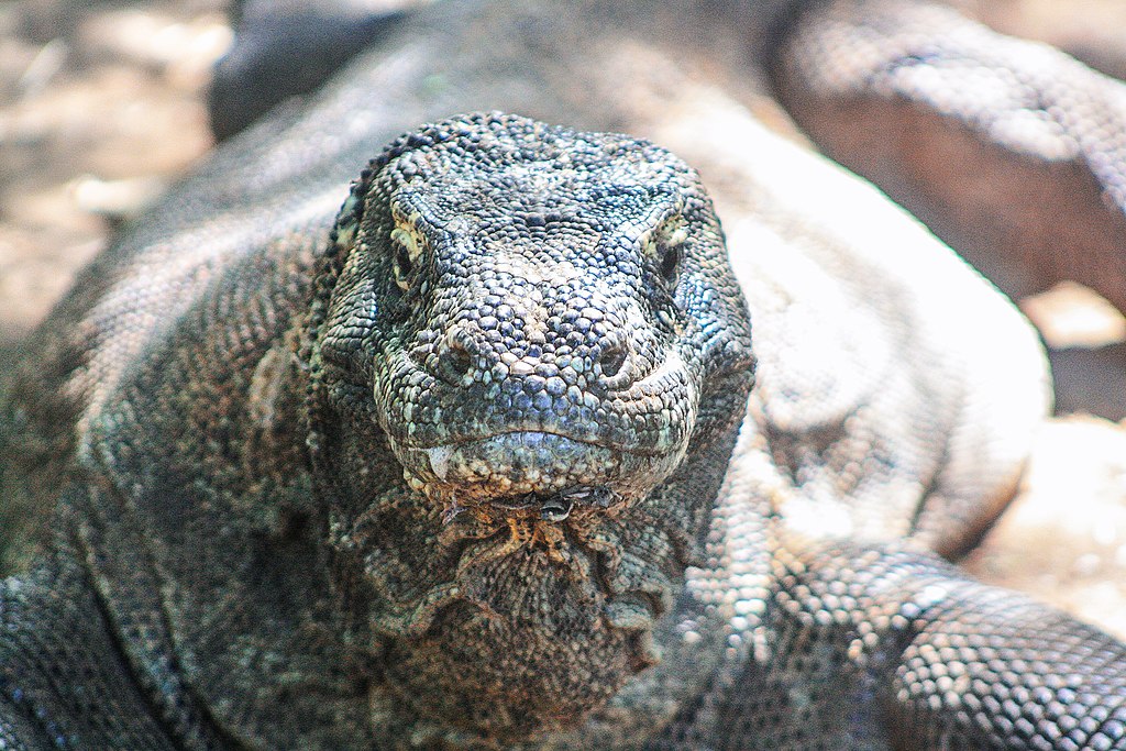 7 ting du ikke vidste om Komodovaranen – verdens farligste øgle?