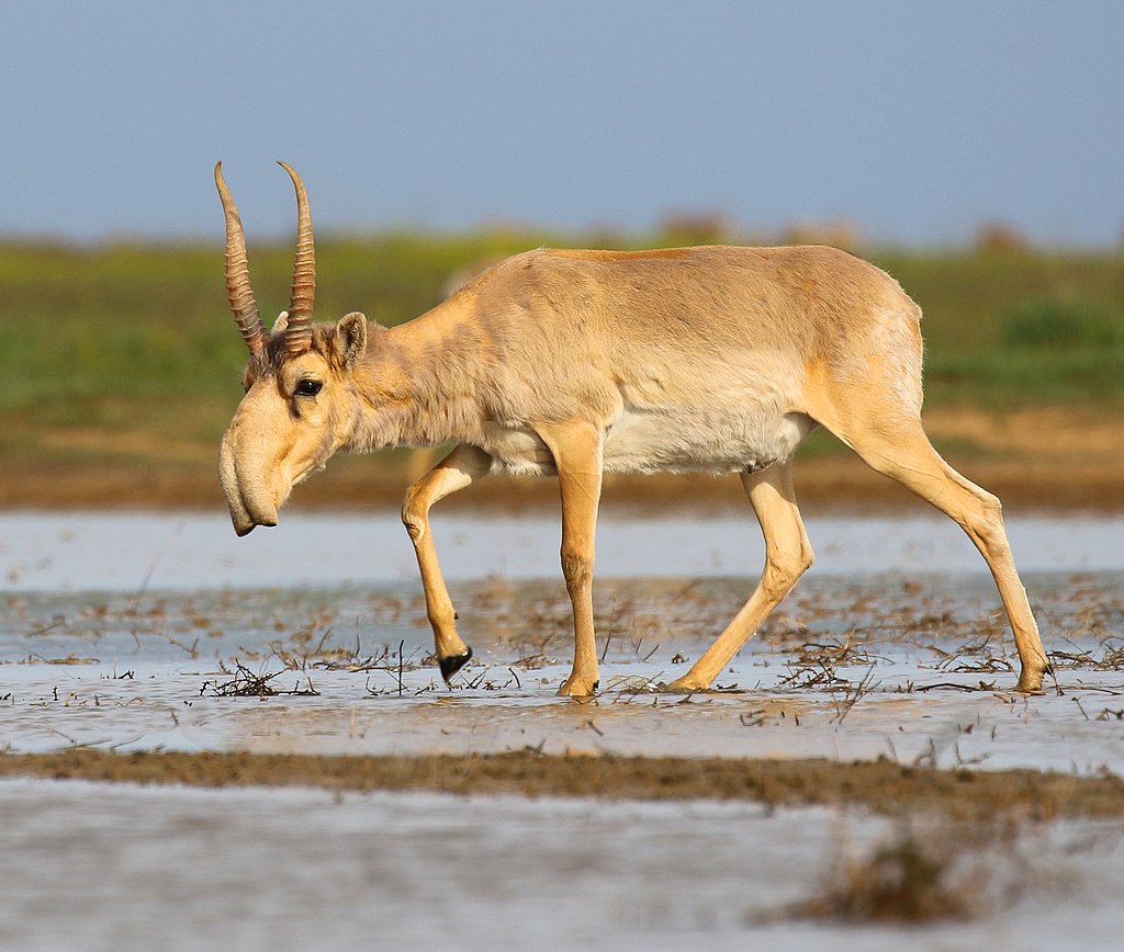 5 ting du ikke vidste om den mystiske Saiga-antilope