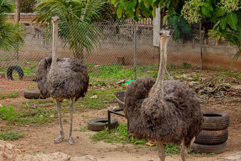 Awinsongyababa, CC BY 4.0 https://creativecommons.org/licenses/by/4.0 via Wikimedia Commons