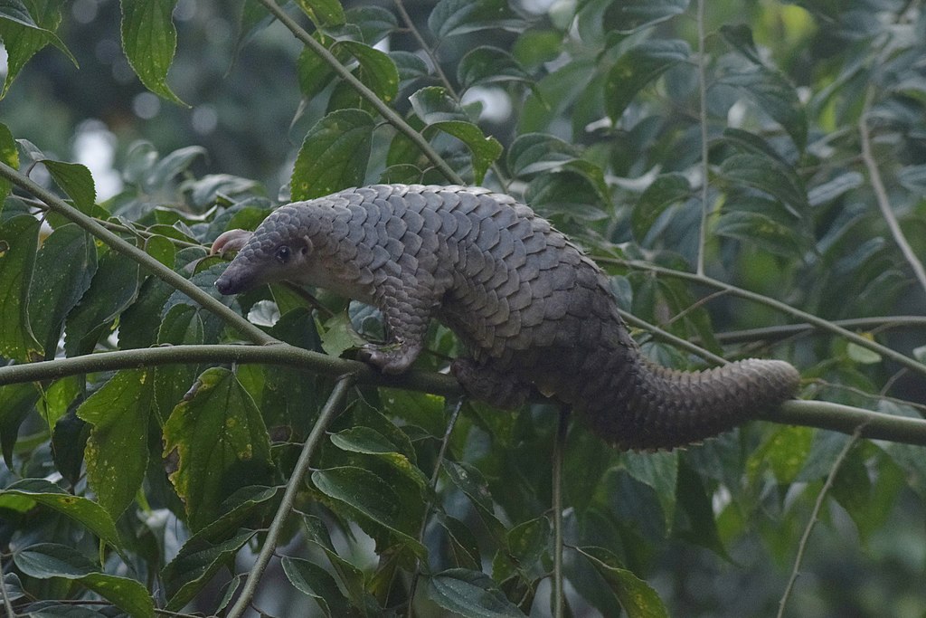 7 utrolige ting du ikke vidste om pangolinen – verdens mest handlede dyr