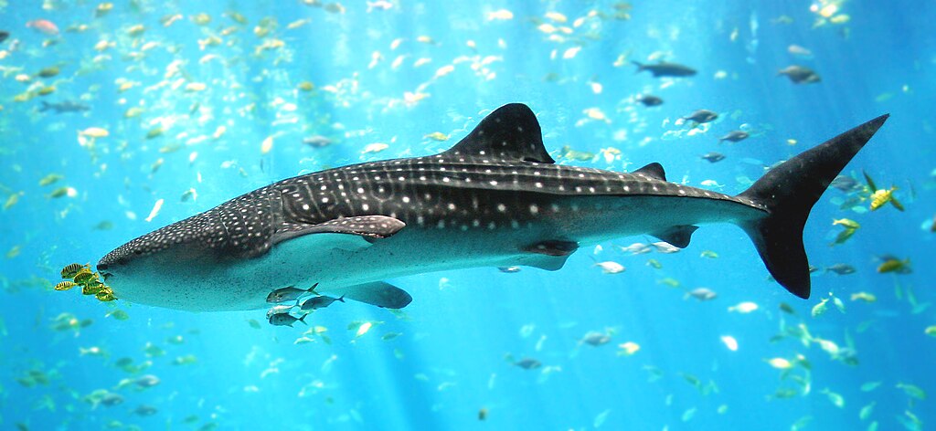 User:Zac Wolf (original), en:User:Stefan (cropping), CC BY-SA 2.5 https://creativecommons.org/licenses/by-sa/2.5, via Wikimedia Commons