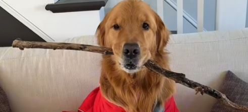 Video: Golden Retrieverens glæde over bedstemor smelter hjerter