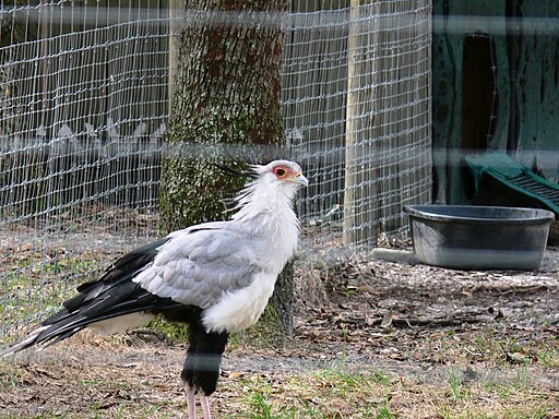 Leesbirdblog, Public domain, via Wikimedia Commons