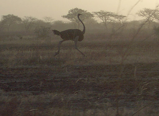 Amcaja, CC BY-SA 3.0 http://creativecommons.org/licenses/by-sa/3.0/, via Wikimedia Commons