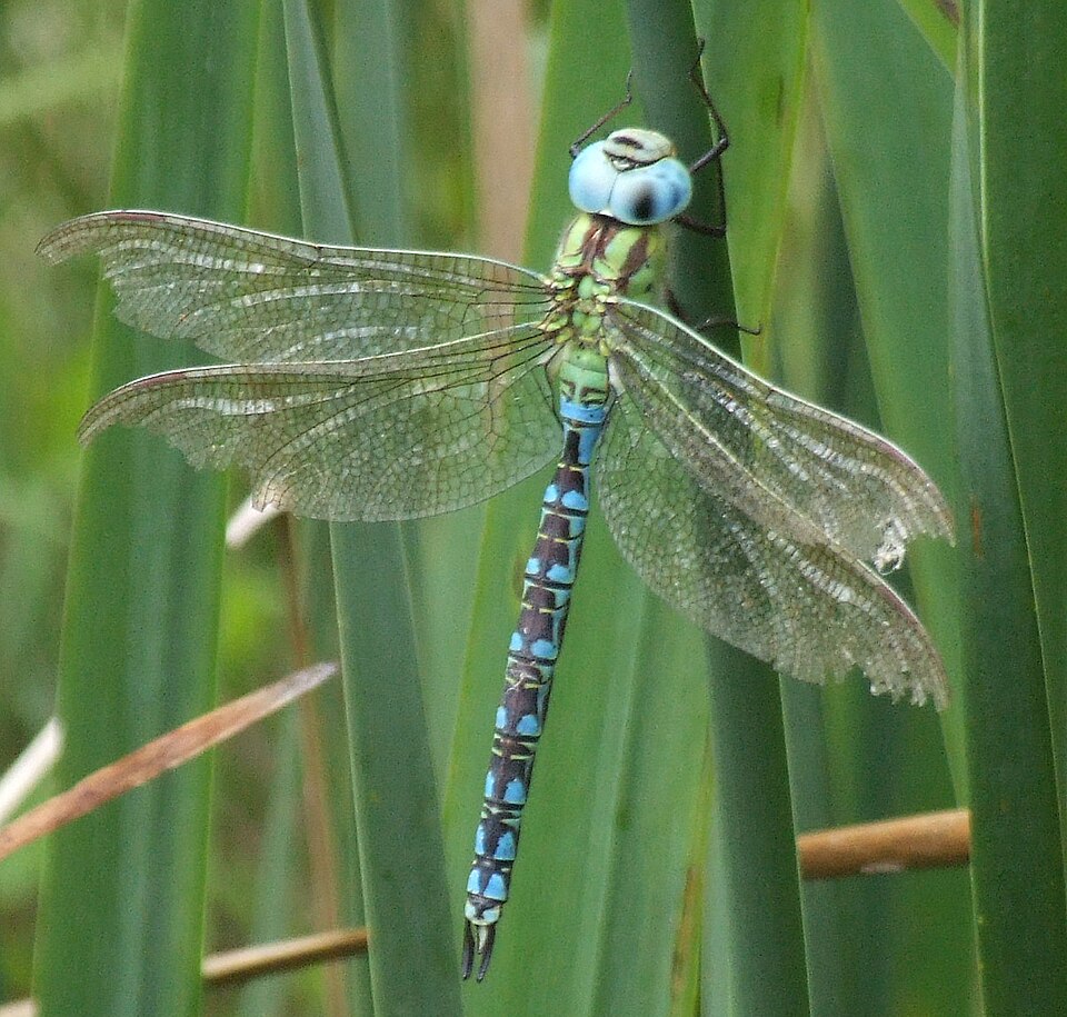 Wikimedia Commons