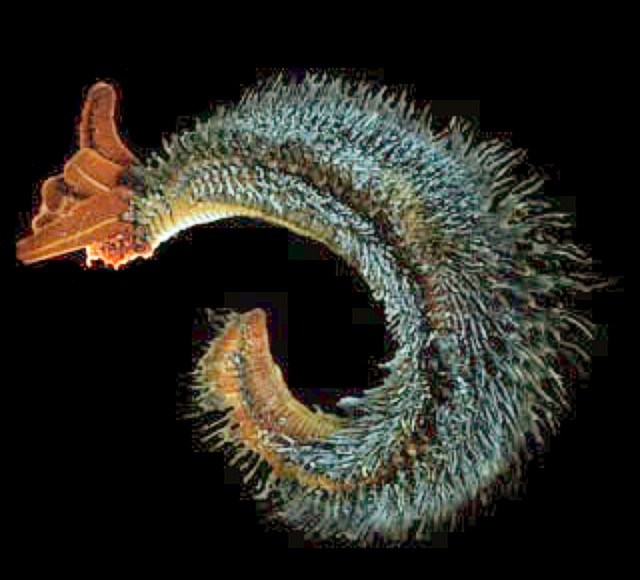 Wikimedia Commons
