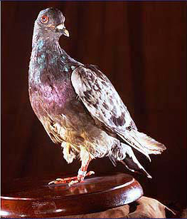 Wikimedia Commons