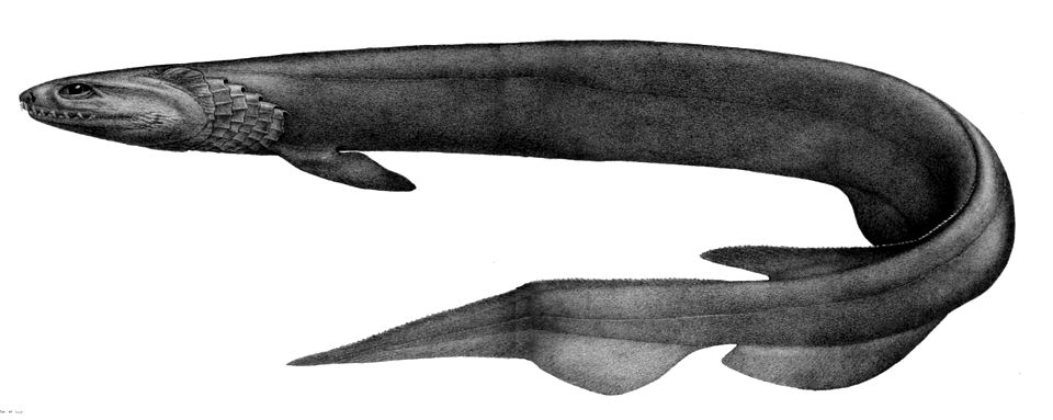 Wikimedia Commons