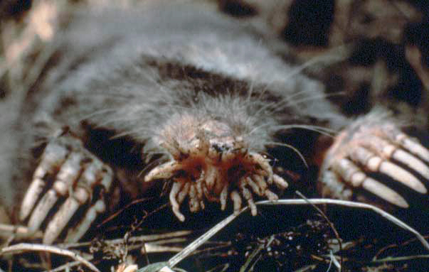 Wikimedia Commons