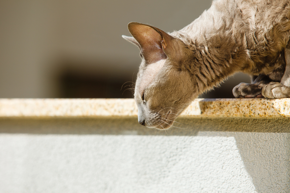 Depositphotos
