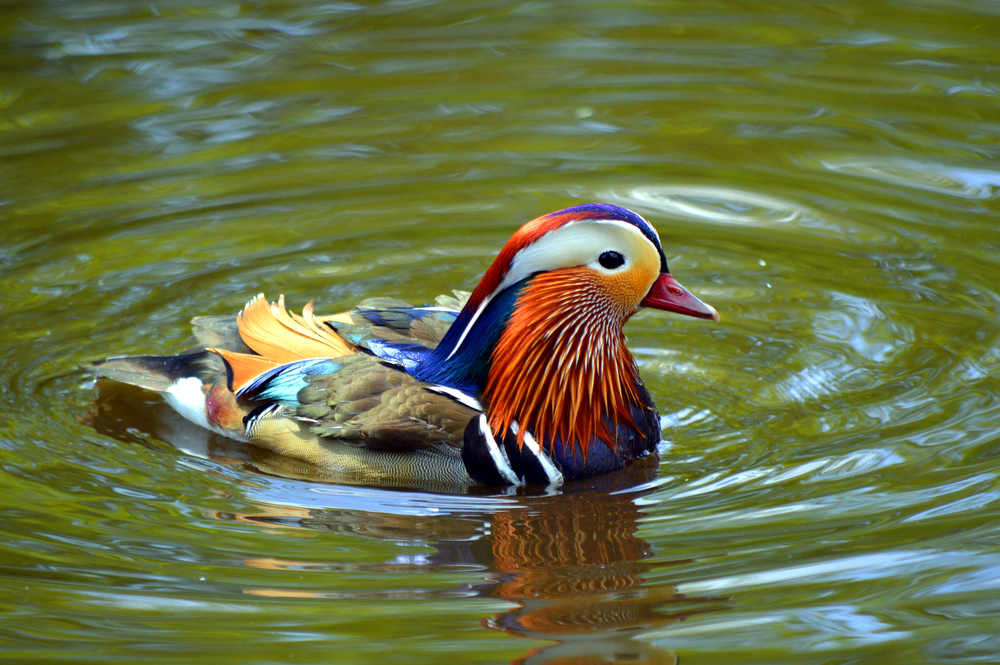 Depositphotos