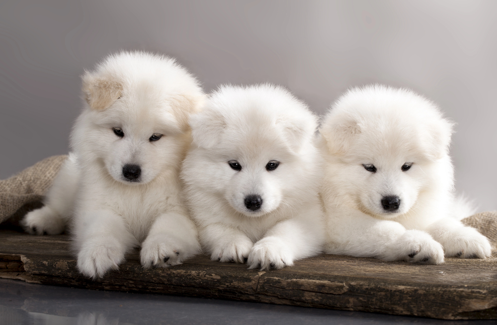 Depositphotos_