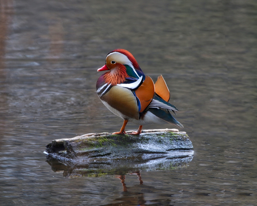 Depositphotos