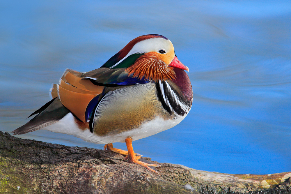 Depositphotos