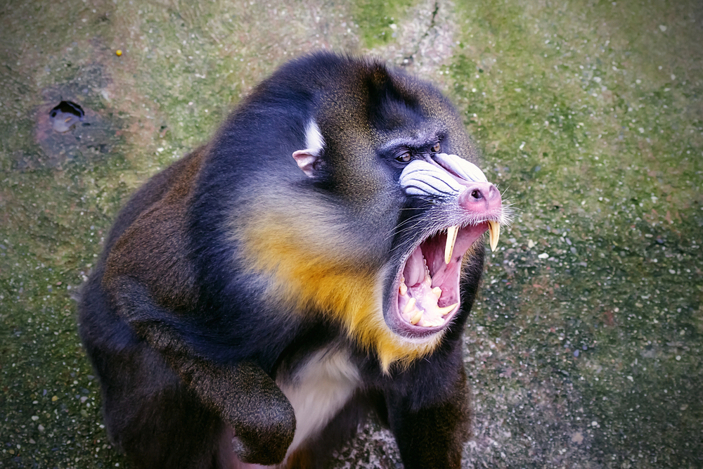Depositphotos