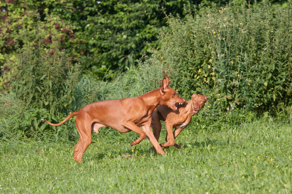 7 overraskende ting du ikke vidste om Farao-hunden