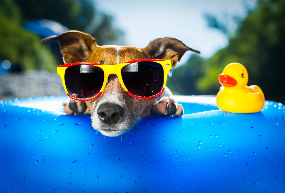 7 uundværlige tricks til stressfri rejse med din hund