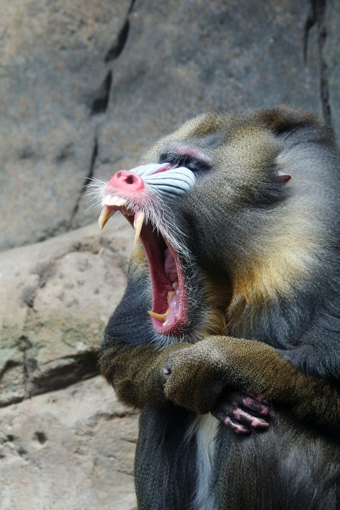 Depositphotos