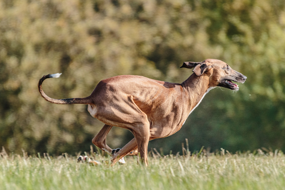 Depositphotos.com