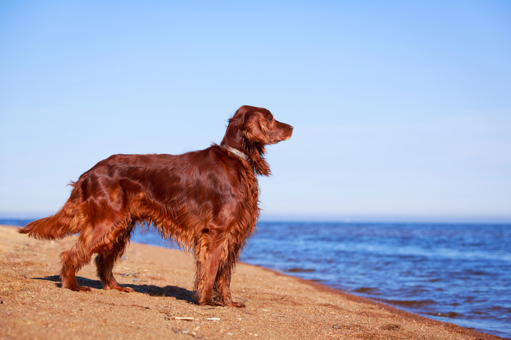 Irsk setter: 10 grunde til at denne elegante hund er fantastisk!
