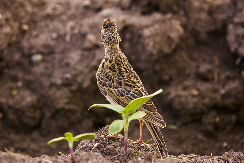 Depositphotos