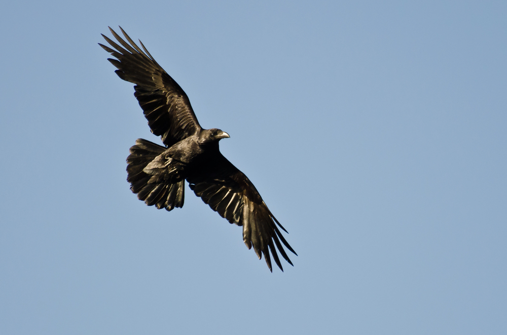 Depositphotos