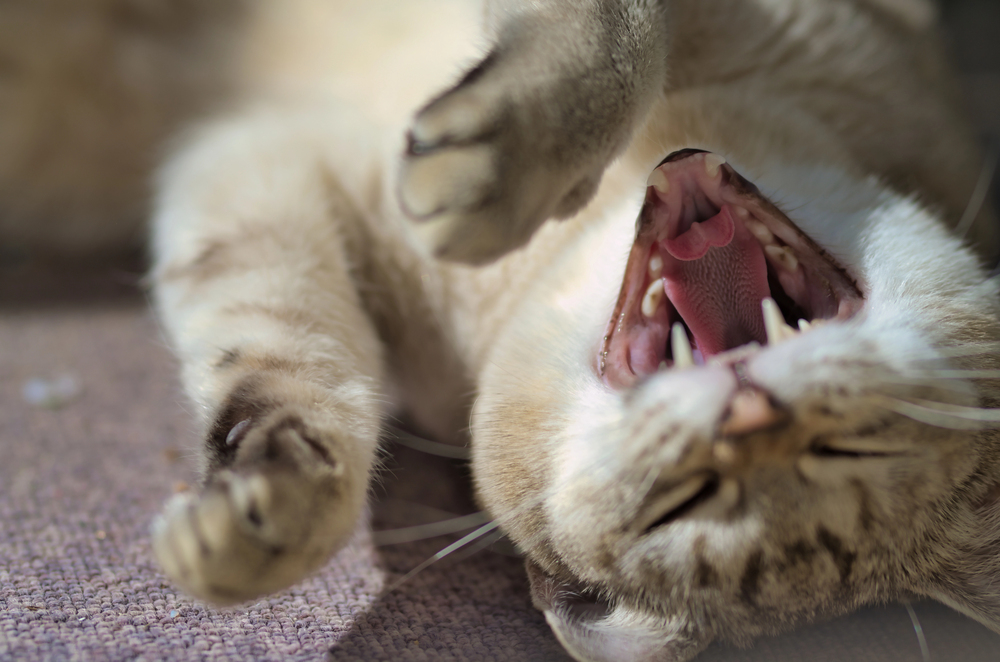 Depositphotos