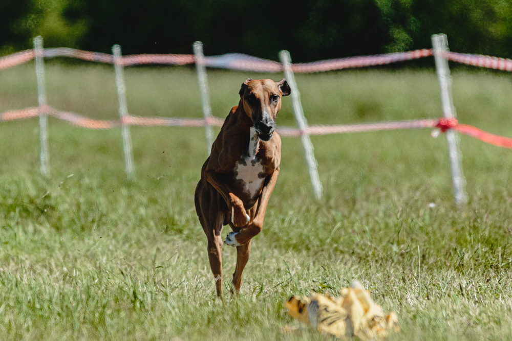 Depositphotos.com