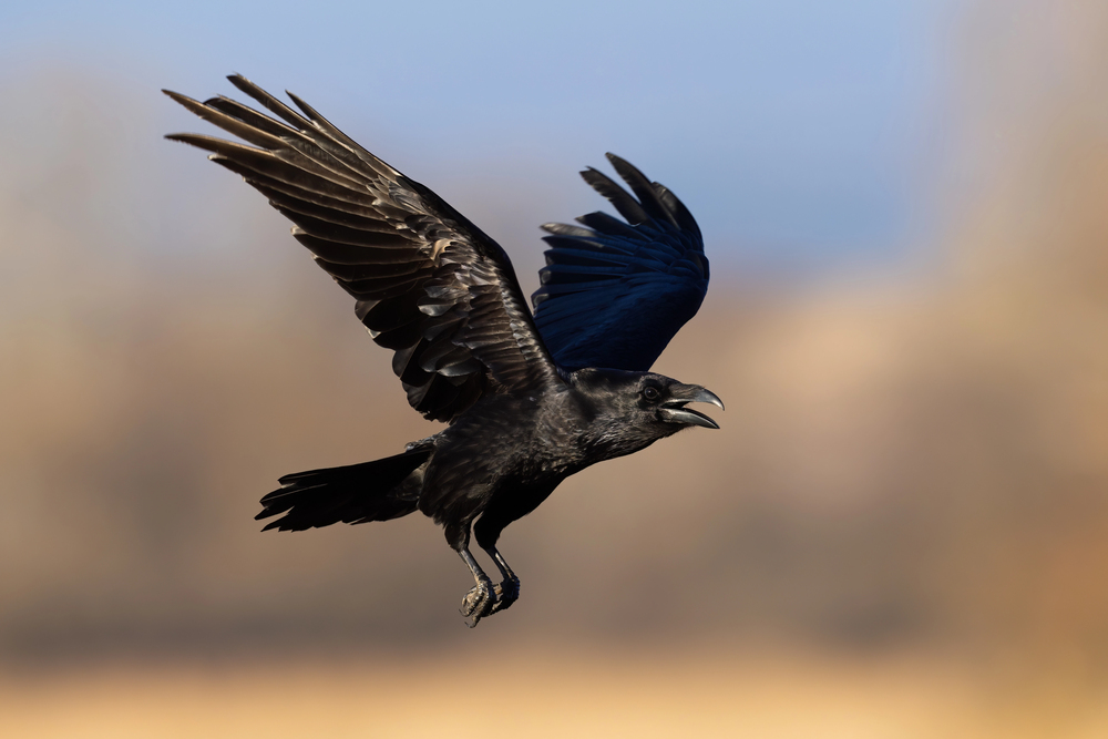 Depositphotos