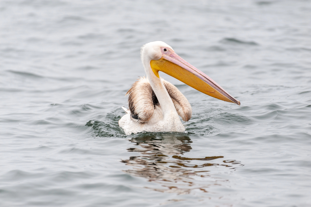 Depositphotos