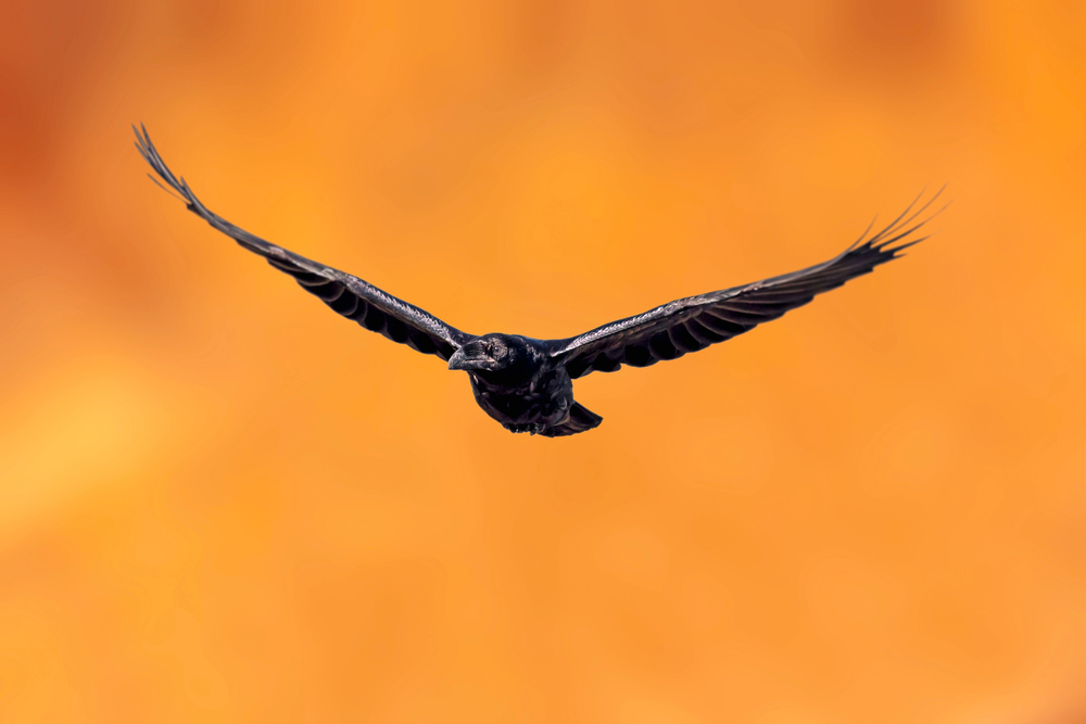 Depositphotos