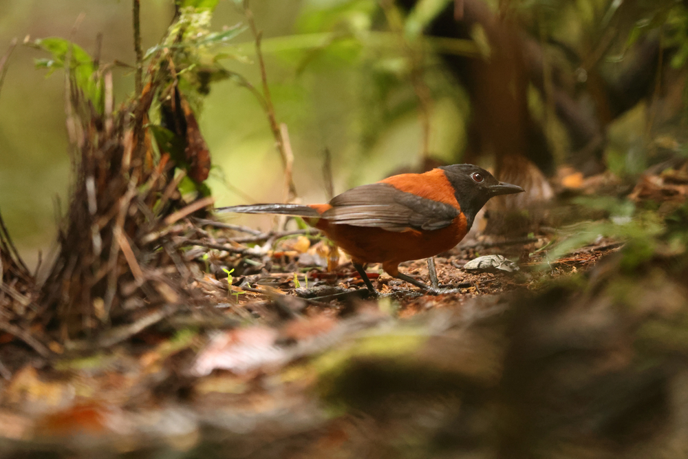 Depositphotos