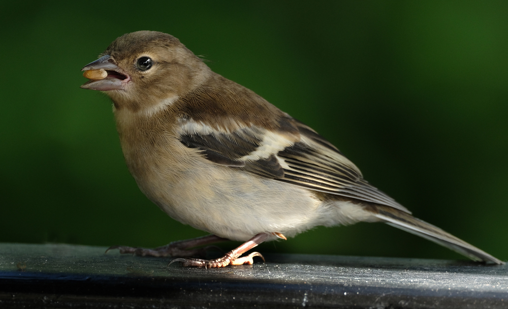 Depositphotos