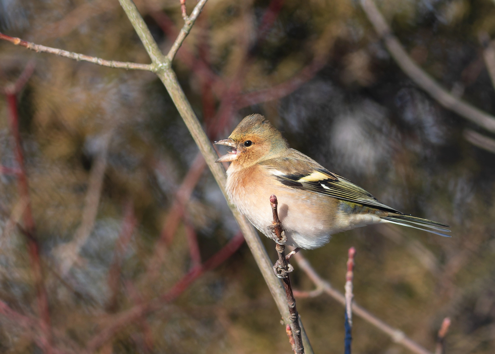 Depositphotos