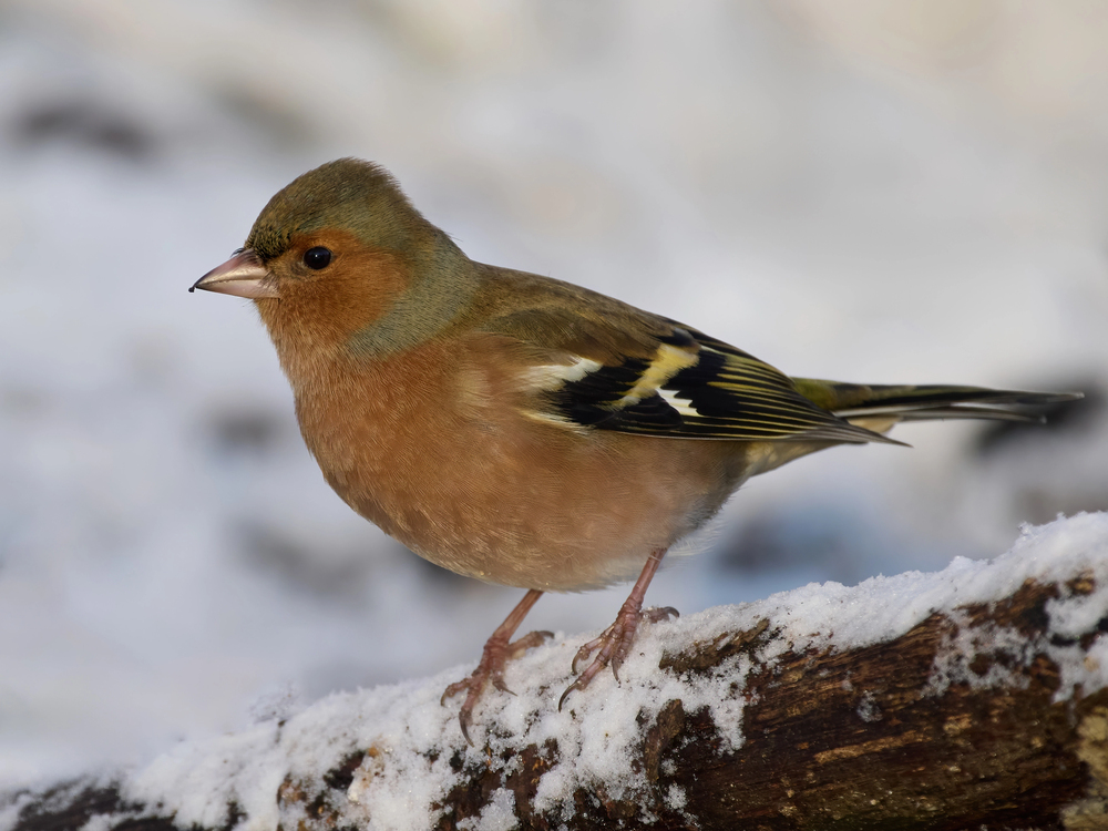 Depositphotos