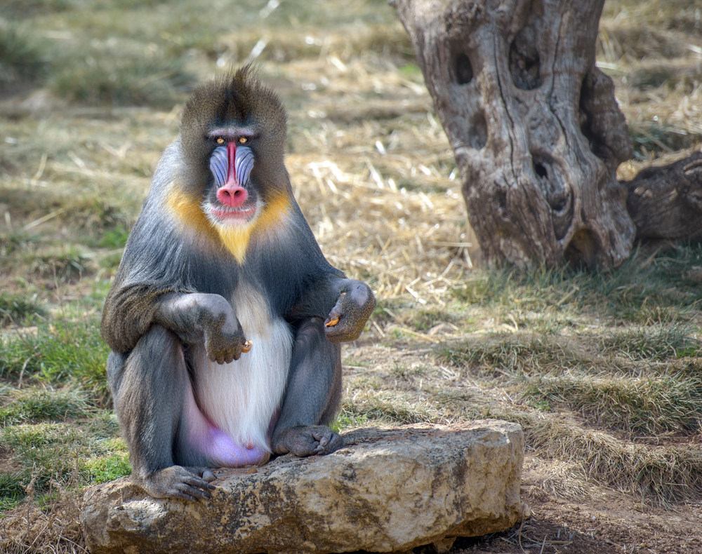 Depositphotos